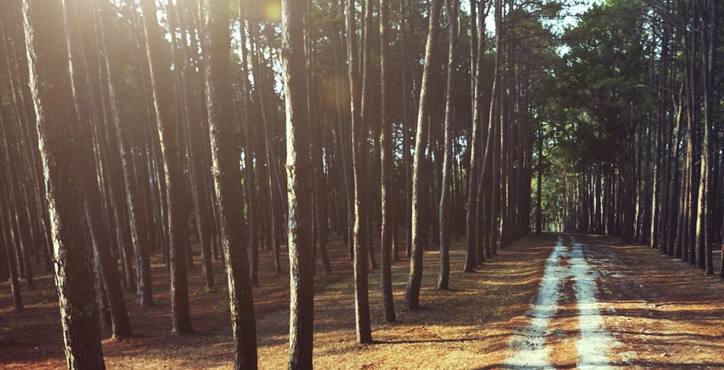 Menuiserie Cardonnet - Le bois de nos forêts